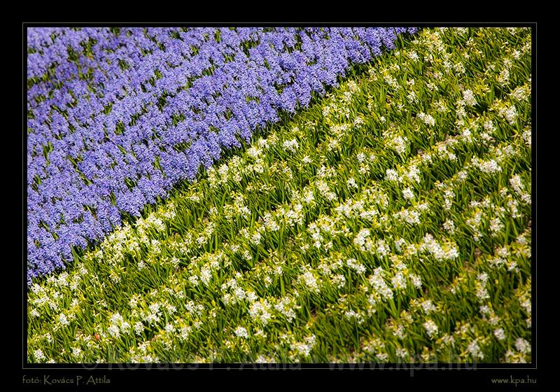 Keukenhof Hollandia 055.jpg